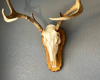 #10 - $50 - (left) deer antler on wood plaque 12"
