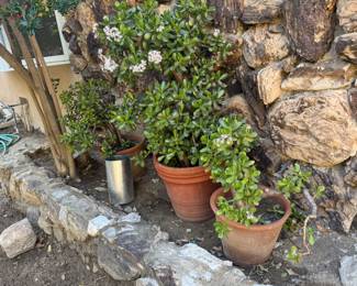 Potted succulents 