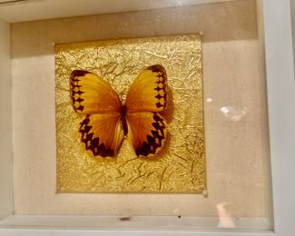 Taxidermy butterfly 