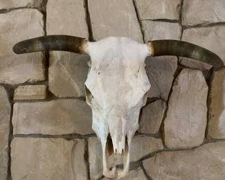 Cow skull with horns