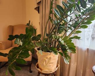 #12	 Zamioculcas Zamiifolia House Plant potted in a Ceramic Pot w/Underplate - 15x12	 $30.00 
