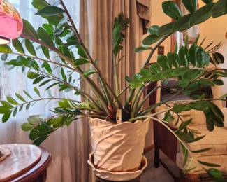 #13	 Zamioculcas Zamiifolia House Plant potted in a Ceramic Pot w/Underplate - 15x12	 $30.00 
