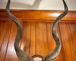 Vintage Kudu skull and antlers