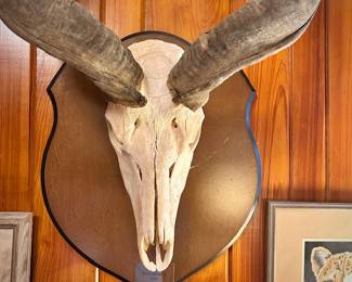 Vintage Kudu skull and antlers