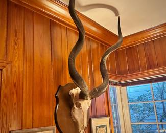 Vintage Kudu skull and antlers