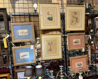 Hand Colored Botanicals & Engravings