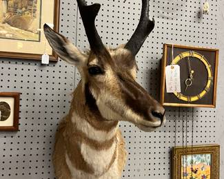 American Pronghorn Antelope (Buffalo N.Y.) $475