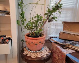 plant, tables, dining room