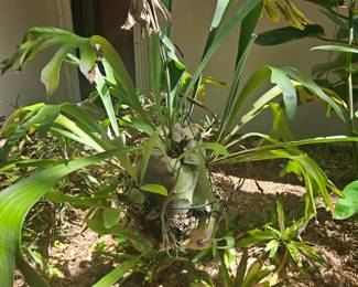 Medium staghorn $100