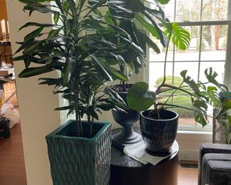 Lots of Fabulous Live Plants