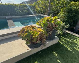 $250 each for the plants 