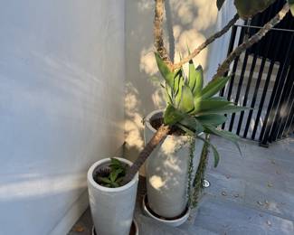 $250 each for the plant vases