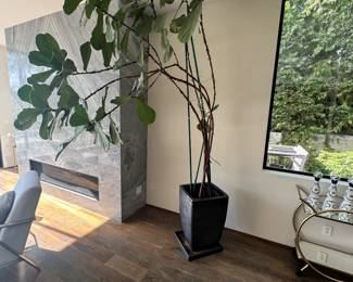 $1,000 for the plant