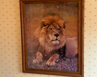 Lion picture