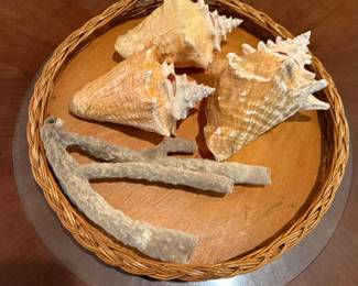 Lots of beautiful Shells