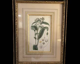 Detail of William Curtis Botanical Set 