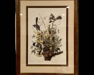 John James Audubon “Mockingbird”, Double Elephant Folio Abbeville Edition, circa 1985, limited to 300 sets world-wide, beautifully custom framed from Taylor Clark Gallery, 52” high by 40” wide 