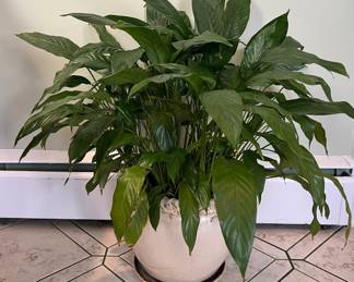 Potted Live Peace Lily