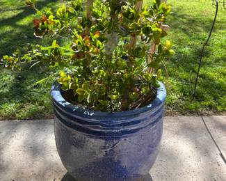 LIVE PLANTS