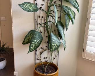 LIVE PLANT