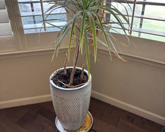 LIVE PLANT