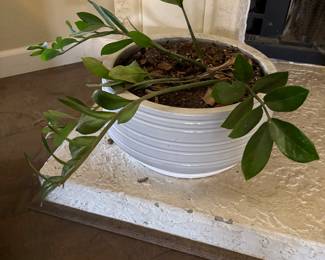 INDOOR PLANT