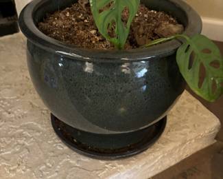 INDOOR PLANT