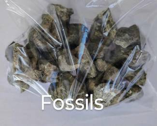 fossils