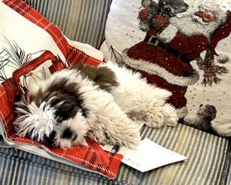 This is Izzyboo our new baby. She has been working with us and is tired!
Estate sales are hard work and our wonderful volunteers are the best!