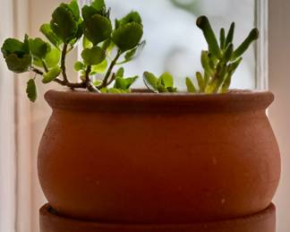 Beautiful and healthy succulent