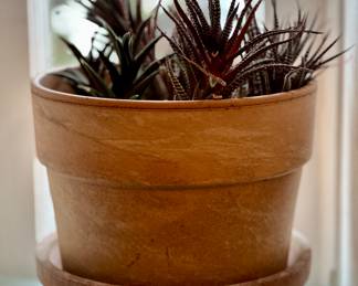 Beautiful and healthy succulent