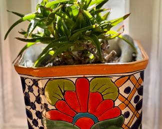 Selection of potted succulents