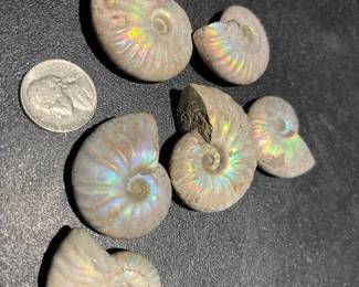 Whole ammonites