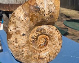 Another Super Ammonite (cousin)