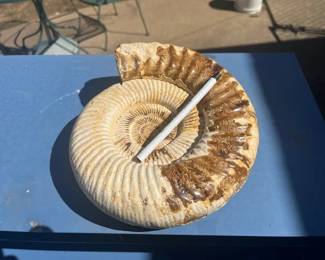 Super Ammonite!