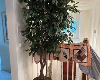 Large ficus tree