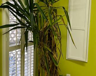 Hanging on…needs love ❤️