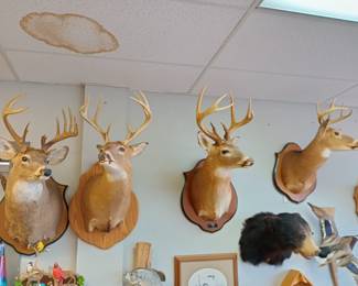 WE APOLOGIZE!!! WE REGRET TO INFORM YOU THAT legally we cannot sell the taxidermy threw the estate sale we were informed today Monday the 3rd that all the taxidermy has to go through Auction. a licensed auctioneer and or licensed auction firm license holder is allowed to sell taxidermy threw Auction only. We do have a Auction Firm license and we will just have to run it all threw in our FEB 15th auction.  We apologize for any inconvenience. Everything shown will be Available to purchase threw the Feb auction. sorry again but we have to do things the correct way. 