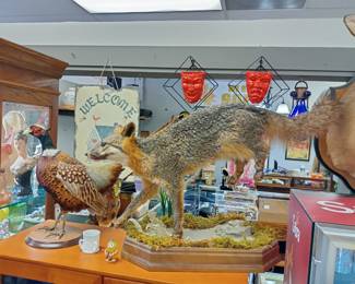 WE APOLOGIZE!!! WE REGRET TO INFORM YOU THAT legally we cannot sell the taxidermy threw the estate sale we were informed today Monday the 3rd that all the taxidermy has to go through Auction. a licensed auctioneer and or licensed auction firm license holder is allowed to sell taxidermy threw Auction only. We do have a Auction Firm license and we will just have to run it all threw in our FEB 15th auction.  We apologize for any inconvenience. Everything shown will be Available to purchase threw the Feb auction. sorry again but we have to do things the correct way. 