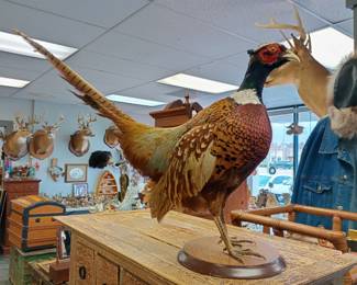 taxidermy pheasant 