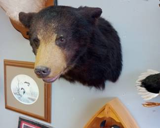 WE APOLOGIZE!!! WE REGRET TO INFORM YOU THAT legally we cannot sell the taxidermy threw the estate sale we were informed today Monday the 3rd that all the taxidermy has to go through Auction. a licensed auctioneer and or licensed auction firm license holder is allowed to sell taxidermy threw Auction only. We do have a Auction Firm license and we will just have to run it all threw in our FEB 15th auction.  We apologize for any inconvenience. Everything shown will be Available to purchase threw the Feb auction. sorry again but we have to do things the correct way. 