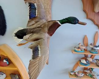 WE APOLOGIZE!!! WE REGRET TO INFORM YOU THAT legally we cannot sell the taxidermy threw the estate sale we were informed today Monday the 3rd that all the taxidermy has to go through Auction. a licensed auctioneer and or licensed auction firm license holder is allowed to sell taxidermy threw Auction only. We do have a Auction Firm license and we will just have to run it all threw in our FEB 15th auction.  We apologize for any inconvenience. Everything shown will be Available to purchase threw the Feb auction. sorry again but we have to do things the correct way. 