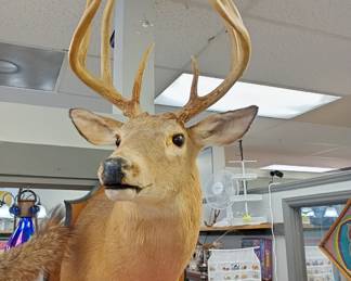WE APOLOGIZE!!! WE REGRET TO INFORM YOU THAT legally we cannot sell the taxidermy threw the estate sale we were informed today Monday the 3rd that all the taxidermy has to go through Auction. a licensed auctioneer and or licensed auction firm license holder is allowed to sell taxidermy threw Auction only. We do have a Auction Firm license and we will just have to run it all threw in our FEB 15th auction.  We apologize for any inconvenience. Everything shown will be Available to purchase threw the Feb auction. sorry again but we have to do things the correct way. 