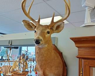 WE APOLOGIZE!!! WE REGRET TO INFORM YOU THAT legally we cannot sell the taxidermy threw the estate sale we were informed today Monday the 3rd that all the taxidermy has to go through Auction. a licensed auctioneer and or licensed auction firm license holder is allowed to sell taxidermy threw Auction only. We do have a Auction Firm license and we will just have to run it all threw in our FEB 15th auction.  We apologize for any inconvenience. Everything shown will be Available to purchase threw the Feb auction. sorry again but we have to do things the correct way. 