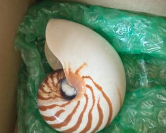 Large Nautilus shell in excellent condition 