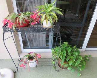 Potted Plants, Christmas Cactus