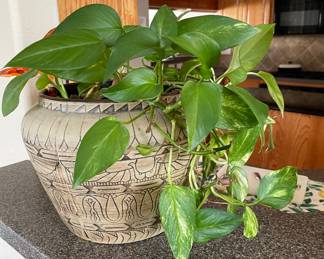 Potted Plant with Decorative Pot
