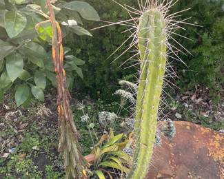 Clay Flower Pot with Potted Cactus