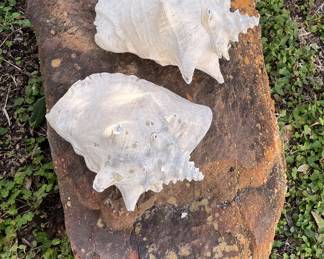 Sea Shells Conch