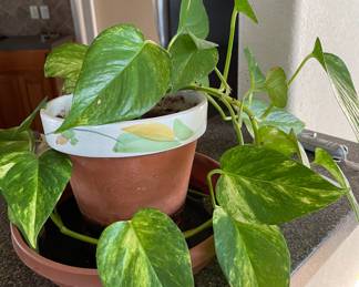 Potted Plant
